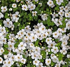 White Waterhyssop Flower seeds for Planting - Sun Loving, Heirloom & GMO Free Seeds for Home Garden