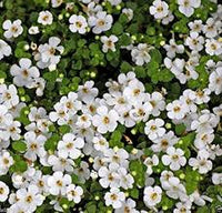 White Waterhyssop Flower seeds for Planting - Sun Loving, Heirloom & GMO Free Seeds for Home Garden