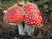 Red & White Mushroom Vegetable Seeds for Easy Planting