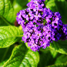 Heliotrope Flower seeds for Planting - Garden Favorite, Heirloom & GMO Free Seeds for Home Garden
