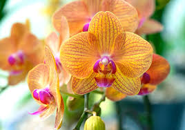 Orange Mini Orchid Flower seeds for Planting - Seasonal Bloomer, Heirloom & GMO Free Seeds for Home Garden