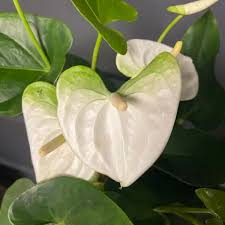 White Green Anthurium Flower seeds for Planting Cut Flower Favorite Heirloom & GMO Free Seeds for Home Garden