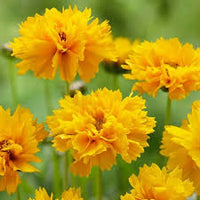 Yellow Early Sunrise Flower seeds for Planting - Cottage Garden Essential, Heirloom & GMO Free Seeds for Home Garden