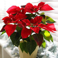 Red Poinsettia Flower Seeds for Planting Hardy Variety Heirloom & GMO Free Seeds for Home Garden
 
 Sale