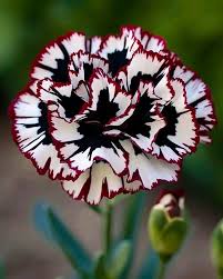 Maroon White Carnation Flower seeds for Planting Wildflower Mix Heirloom & GMO Free Seeds for Home Garden