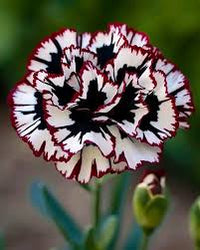 Maroon White Carnation Flower seeds for Planting Wildflower Mix Heirloom & GMO Free Seeds for Home Garden