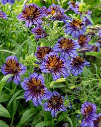 Purple Salpiglossis Flower seeds for Planting - Garden Favorite, Heirloom & GMO Free Seeds for Home Garden