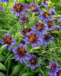 Purple Salpiglossis Flower seeds for Planting - Garden Favorite, Heirloom & GMO Free Seeds for Home Garden