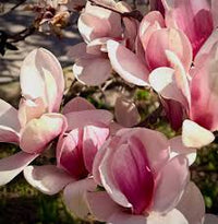 Baby Pink Yulan Flower seeds for Planting - Shade Tolerant, Heirloom & GMO Free Seeds for Home Garden