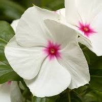 Polka Dot Vinca Flower seeds for Planting - Wildflower Mix, Heirloom & GMO Free Seeds for Home Garden