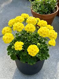 Thick Yellow Geranium Flower seeds for Planting - Garden Favorite, Heirloom & GMO Free Seeds for Home Garden