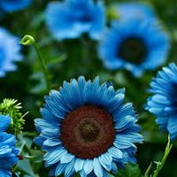 Ocean Blue Sunflower Flower Seeds for Planting Colorful Display Heirloom & GMO Free Seeds for Home Garden
 
 Sale