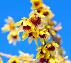Chimonanthus Praecox Flower Planting Seeds for Your Garden
