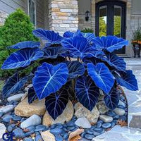 Dark Blue Caladium Flower seeds for Planting - Colorful Display, Heirloom & GMO Free Seeds for Home Garden