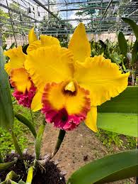 Yellow Cattleya Hybrida Flower seeds for Planting - Shade Tolerant, Heirloom & GMO Free Seeds for Home Garden