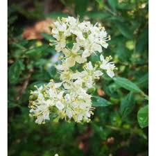 Lawsonia Inermis Flower seeds for Planting Drought Tolerant Heirloom & GMO Free Seeds for Home Garden