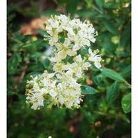 Lawsonia Inermis Flower seeds for Planting Drought Tolerant Heirloom & GMO Free Seeds for Home Garden