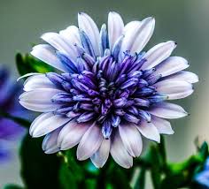 Blue Masterwort Flower seeds for Planting - Wildflower Mix, Heirloom & GMO Free Seeds for Home Garden