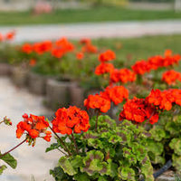 Light Red Univalve Geranium Flower Seeds for Planting Drought Tolerant Heirloom & GMO Free Seeds for Home Garden
 
 Sale