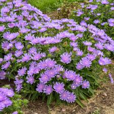 Stoke's Aster Flower seeds for Planting - Garden Favorite, Heirloom & GMO Free Seeds for Home Garden