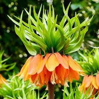 Crown Imperial Flower Seeds - Planting Seeds for Stunning Bell-Shaped Blooms