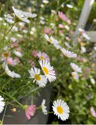 Erigeron Profusion Flower seeds for Planting - Shade Tolerant, Heirloom & GMO Free Seeds for Home Garden
