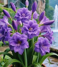 Purple Amaryllis Flower seeds for Planting Fragrant Blossoms Heirloom & GMO Free Seeds for Home Garden