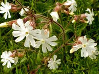 Campion Flower seeds for Planting - Wildflower Mix, Heirloom & GMO Free Seeds for Home Garden