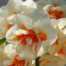 Narciso Flower seeds for Planting - Premium Quality, Heirloom & GMO Free Seeds for Home Garden