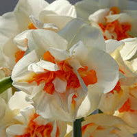 Narciso Flower seeds for Planting - Premium Quality, Heirloom & GMO Free Seeds for Home Garden