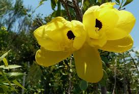 Yellow Bauhinia Flower Seeds – Cut Flower Favorite Heirloom & NonGMO Seeds for Home Garden
 
 Sale