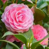 Pink Camellia Flower seeds for Planting - Drought Tolerant, Heirloom & GMO Free Seeds for Home Garden