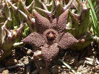 Orbea Cooperi Flower seeds for Planting Bright Blooms Heirloom & GMO Free Seeds for Home Garden