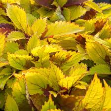 Yellow Coleus Seeds for Planting – Garden Favorite Heirloom & NonGMO Seeds for Home Garden
 
 Sale