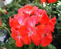 Light Red Univalve Geranium Flower Seeds for Planting Drought Tolerant Heirloom & GMO Free Seeds for Home Garden
 
 Sale