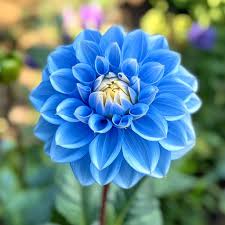 Dahlia Sky Blue Flower seeds for Planting - Fragrant Blossoms, Heirloom & GMO Free Seeds for Home Garden