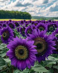 Purple Mini Sunflower Seeds for Planting, Heirloom Non-GMO, High Germination Organic Garden Seeds