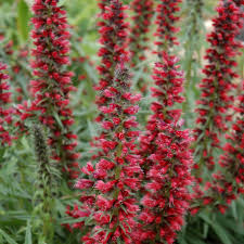 Red Amoenum Flower Planting Seeds - Vibrant Crimson Blooms for Your Garden