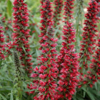 Red Amoenum Flower Planting Seeds - Vibrant Crimson Blooms for Your Garden
