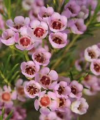 Geraldton Wax Flower seeds for Planting - Drought Tolerant, Heirloom & GMO Free Seeds for Home Garden