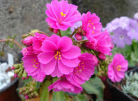 Pink Cotyledon Flower seeds for Planting - Premium Quality, Heirloom & GMO Free Seeds for Home Garden