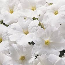White Petunia Wave Flower seeds for Planting - Bright Blooms, Heirloom & GMO Free Seeds for Home Garden