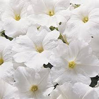 White Petunia Wave Flower seeds for Planting - Bright Blooms, Heirloom & GMO Free Seeds for Home Garden