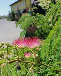 Pink White Mimosa Flower seeds for Planting - Low Maintenance, Heirloom & GMO Free Seeds for Home Garden