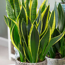Blue Sansevieria Garden Plant Seeds for Planting – Germination