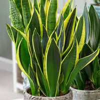 Blue Sansevieria Garden Plant Seeds for Planting – Germination