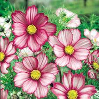 Heirloom Cosmos Peppermint Twist Flower seeds for Planting Premium Quality Heirloom & GMO Free Seeds for Home Garden