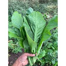 Chinese Mustard Seeds for Planting