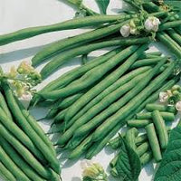 Blue Lake Pole Bean Seeds for Planting