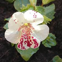 White Mimulus Hybridus Flower seeds for Planting - Seasonal Bloomer, Heirloom & GMO Free Seeds for Home Garden